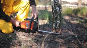 Best Firewood Processing and Delivery  in Liberty, UT