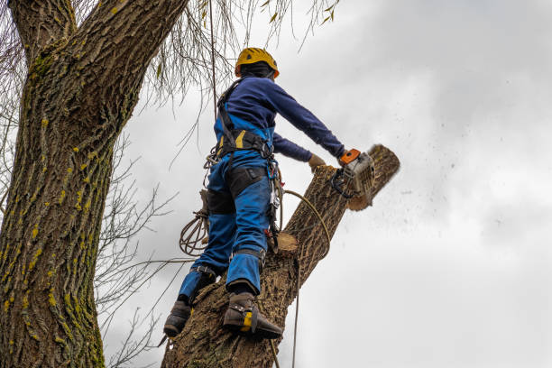 Reliable Liberty, UT Tree Removal Solutions